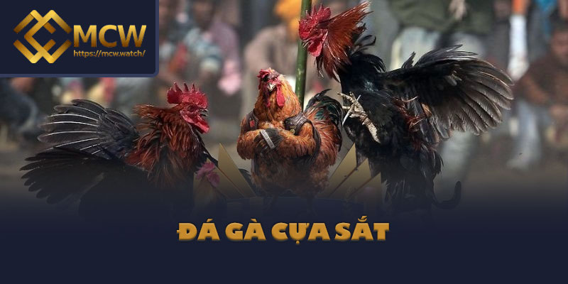 Đá gà cựa sắt